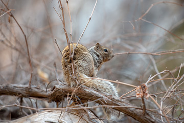 Squirrel