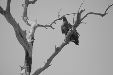 White-tailed eagle. Volga Delta. Astrakhan region.Wildlife Russia. Black and white photo.