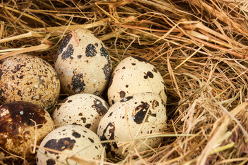 Several quail eggs close-up in a nest of straw. 