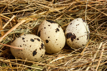 Three quail eggs on a background of hay closeup. 