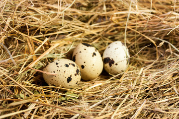 Naklejka na ściany i meble Three small quail eggs on the background of straw. 