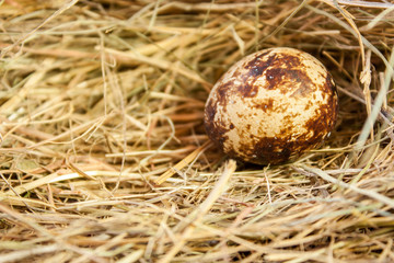 One colorful quail eggs on a background of hay close-up.