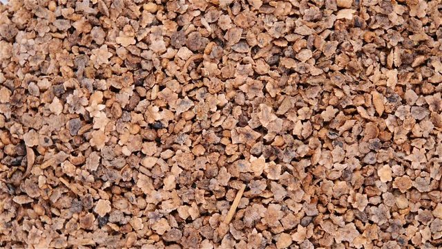 top view herb medicine DiFuZi or Kochiae Fructus or Belvedere Fruit rotate and pause