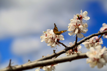 Butterfly in nature. Insect on white flower plant. Blooming cherry tree in the garden. Cherry flowers close up. Natural blurred background.