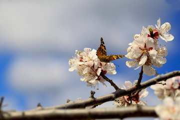 Butterfly in nature. Insect on white flower plant. Blooming cherry tree in the garden. Cherry flowers close up. Natural blurred background.