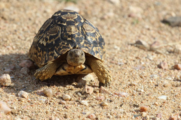 Leopardenschildkröte / Leopard Tortoise / Geochelone pardalis