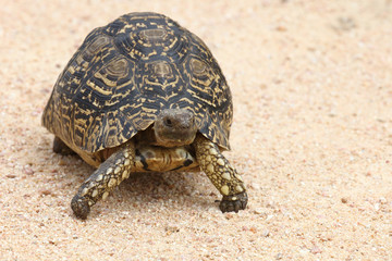 Leopardenschildkröte / Leopard Tortoise / Geochelone pardalis