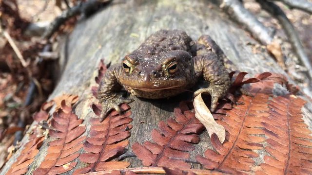 big tsar frog sit on wild forest with fern autumn leaves