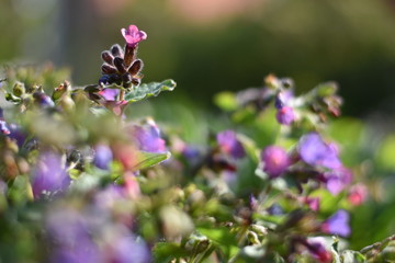 Geflecktes Lungenkraut (Pulmonaria officinalis)