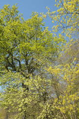 frühling