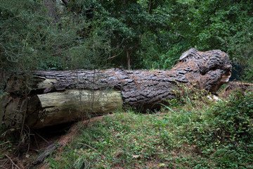Fototapeta na wymiar Log of wood landscape in forest area, Australia