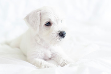 White little puppy, white dog on white background, lying on bed in profile.  Emphasis on black eyes and nose