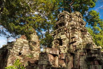 Fototapeta na wymiar Ta Prohm in Angkor Archaeological Park in Cambodia