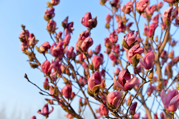 Magnolia flower blooming