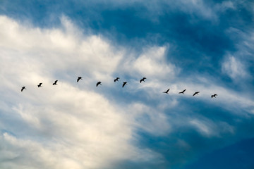egret flying to home on white blue sky soft cloud