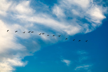 egret flying to home on white blue sky soft cloud