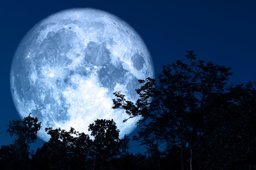 Fototapeta na wymiar full sap moon back on silhouette plant and trees on night sky