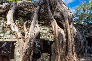 Ta Prohm in Angkor Archaeological Park in Cambodia