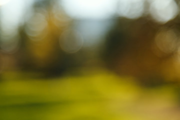 Abstract blurred nature background. Forest trees, Sunny day, sun glare, bokeh. Defocused backdrop...