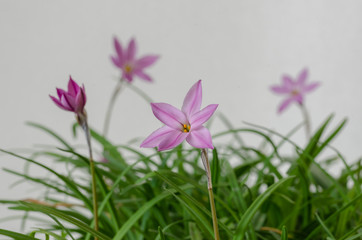 Obraz premium Starflowers
