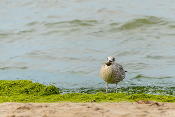 Sea gull with prey in its beak. Fat seagull on the beach holds in its beak caught crab. After a storm in the coastal strip of the sea in the algae birds can find a lot of different food.