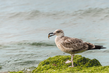 Sea gull with prey in its beak. Fat seagull on the beach holds in its beak caught crab. After a storm in the coastal strip of the sea in the algae birds can find a lot of different food.