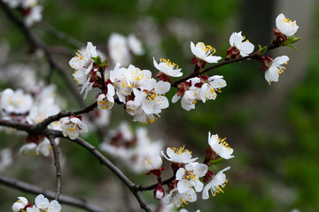 Flowering fruit tree. Flowers of cherry tree in spring. Natural landscape. Floral design. Colorful foliage. Garden flower. 
