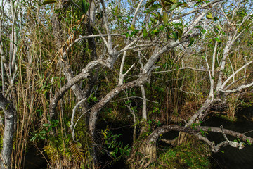 Anhinga Trail in Everglades National Park in Florida, United States