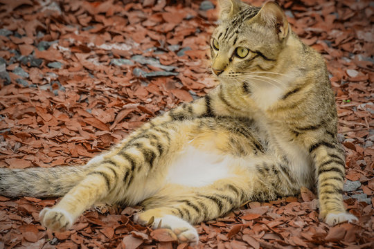 Brown tabby European Shorthair cat lying on the dry leaves