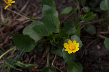 yellow flowers in the garden