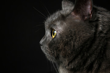 Cute funny cat on dark background