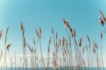 dry tall grass against a blue sky
