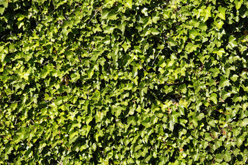 Green ivy wall background