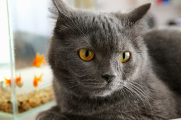 Cute funny cat near fishbowl at home