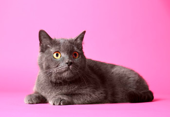 Cute funny cat on color background