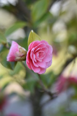 Garten-Kamelie - rosa Blüte