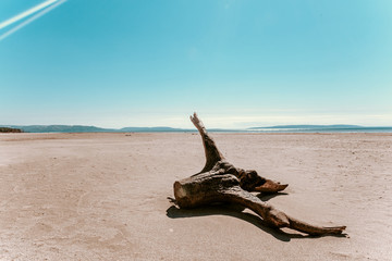 log on the beach, snag, tree