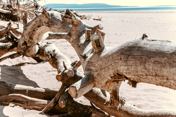 log on the beach, snag, tree