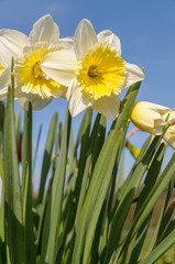 Daffodils (narcissus) are flowering on a sunny in spring