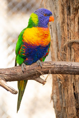 Parrot Profile