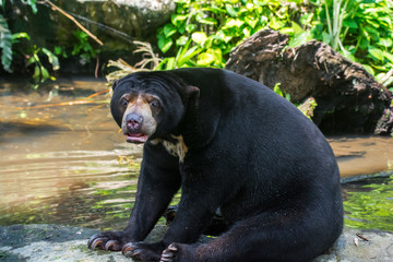 Malayan sun bear, Honey bear (Ursus malayanus) sitting  on the pool