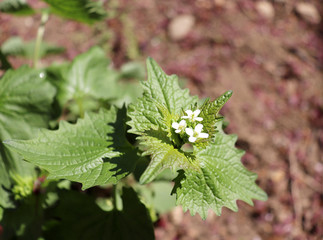 Garlic mustard ,Alliaria petiolata in flower with a background of leaves of the same .Other common names include garlic mustard,garlic root, hedge garlic, penny hedge and poor man's mustard plant.
