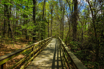 Boardwalk Trail in Congaree National Park in South Carolina, United States