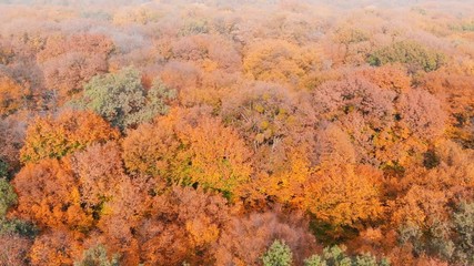 Aerial View of Colorful Autumn Leaves in Ukraine