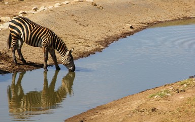 zebra in water