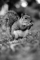 Obraz premium squirrel eating nut