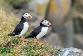 The Atlantic puffin, also known as the common puffin