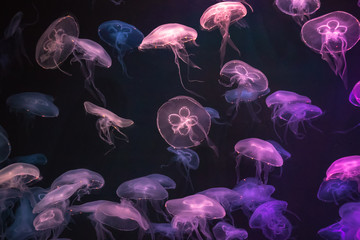 Jellyfish with neon glow light effect in aquarium