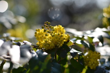 Blühende Mahonie (Mahonia)