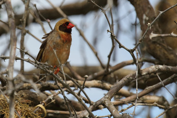 Blutschnabelweber / Red-billed quelea or Red-billed weaver / Quelea quelea